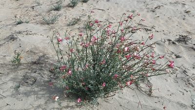 Acmispon niveus, photographed by Alan Rockefeller