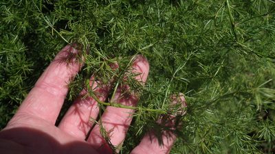 Asparagus africanus, photographed by Shaun Swanepoel