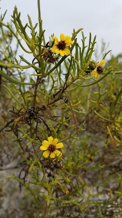 Encelia ventorum, photographed by Alan Rockefeller