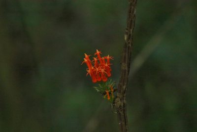 Gurania tubulosa, photographed by Thibaud Aronson