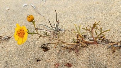 Boeberastrum anthemidifolium, photographed by Alan Rockefeller