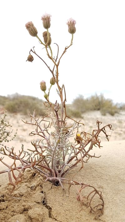 Chaenactis lacera, photographed by Alan Rockefeller