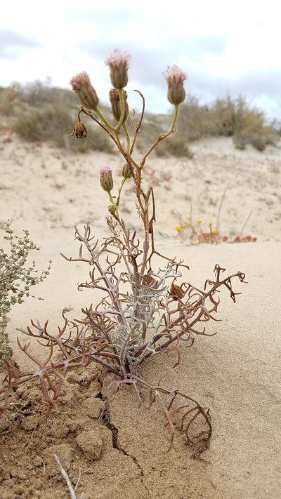 Chaenactis lacera, photographed by Alan Rockefeller