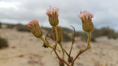 Chaenactis lacera, photographed by Alan Rockefeller