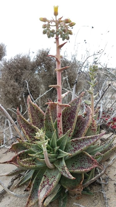 Dudleya acuminata, photographed by Alan Rockefeller