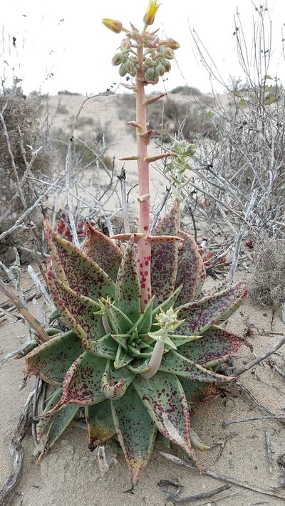 Dudleya acuminata, photographed by Alan Rockefeller