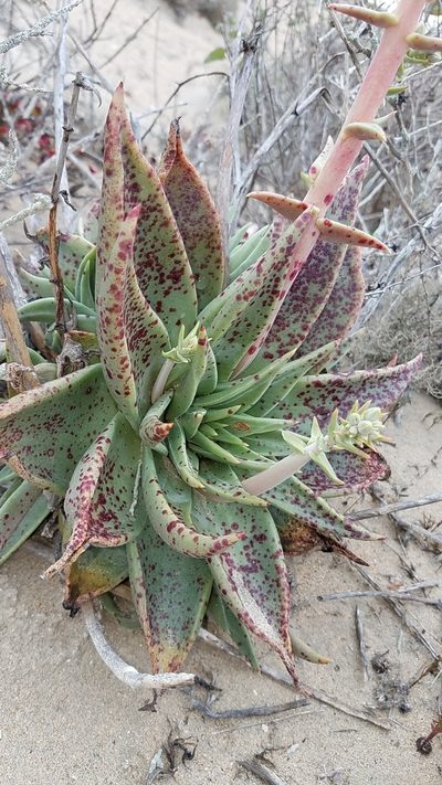 Dudleya acuminata, photographed by Alan Rockefeller