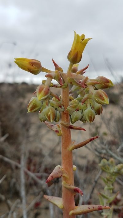 Dudleya acuminata, photographed by Alan Rockefeller