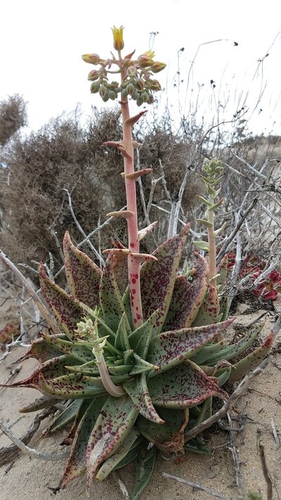 Dudleya acuminata, photographed by Alan Rockefeller
