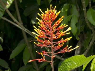 Isertia haenkeana, photographed by Manuel Ortiz