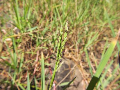 Paspalum distichum, photographed by douglaseustonbrown
