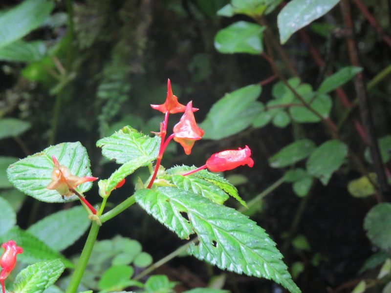 Begonia longirostris, photographed by Rob Foster
