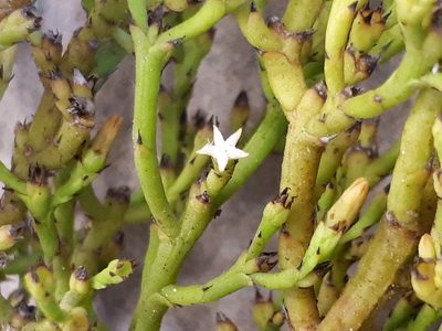 Thesium euphrasioides, photographed by Charles Stirton