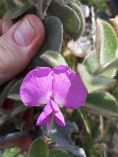 Podalyria cordata, photographed by Charles Stirton
