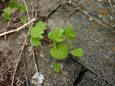 Pimpinella peregrina, photographed by Harald Schnöde (Schnde)