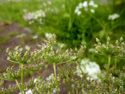 Pimpinella peregrina, photographed by Harald Schnöde (Schnde)