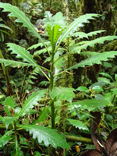 Aphelandra acanthus, photographed by Rob Foster