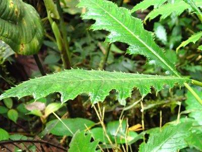 Aphelandra acanthus, photographed by Rob Foster
