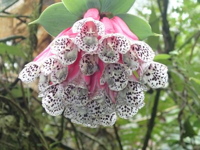 Bomarea pardina, photographed by Rob Foster
