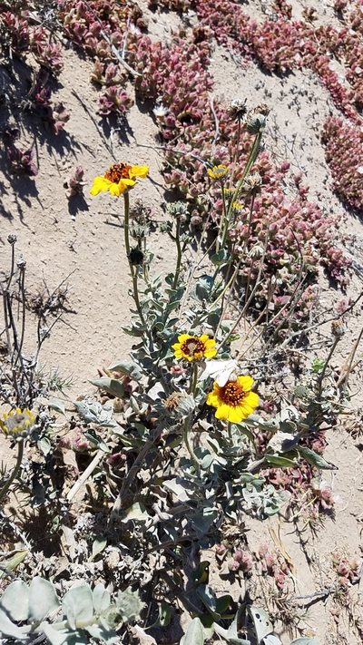 Encelia palmeri, photographed by Alan Rockefeller