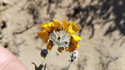 Encelia palmeri, photographed by Alan Rockefeller