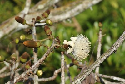 Pseudobombax septenatum, photographed by Thibaud Aronson