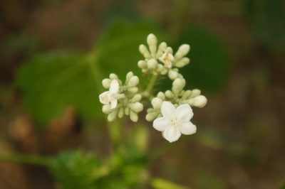 Cnidoscolus rotundifolius, photographed by Claudio Cantú Muñiz