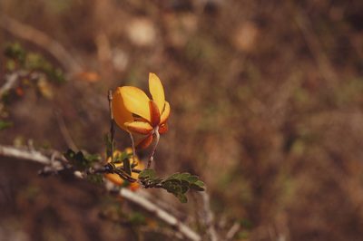 Chamaecrista greggii, photographed by Claudio Cantú Muñiz