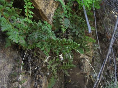 Asplenium papaverifolium, photographed by Nicolás Lavandero