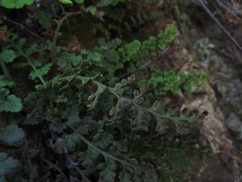 Asplenium papaverifolium, photographed by Nicolás Lavandero