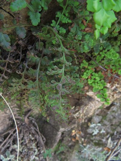 Asplenium papaverifolium, photographed by Nicolás Lavandero