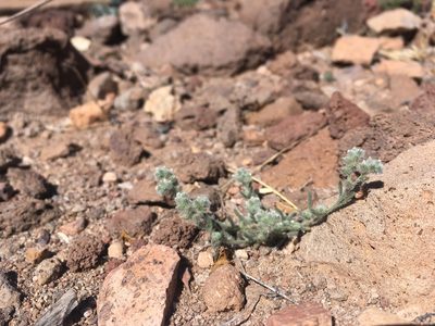Johnstonella pusilla, photographed by Cecelia Alexander