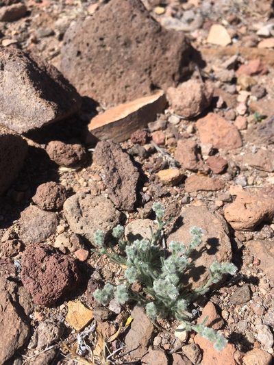 Johnstonella pusilla, photographed by Cecelia Alexander