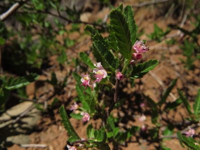 Bridgesia incisifolia, photographed by Nicolás Lavandero