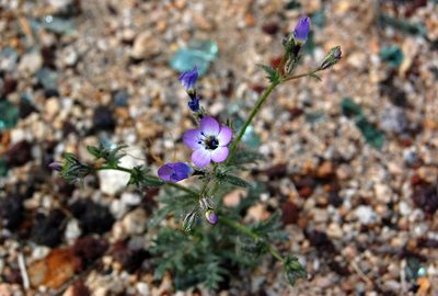 Gilia brecciarum, photographed by marek
