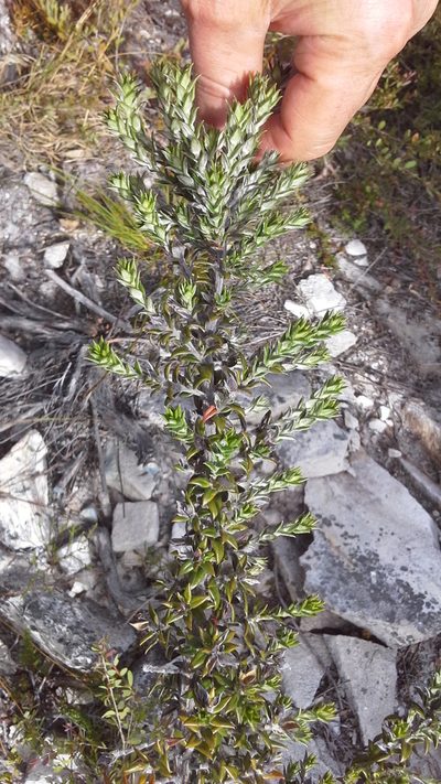Amphithalea speciosa, photographed by Charles Stirton