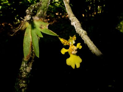 Erycina pusilla, photographed by carnifex