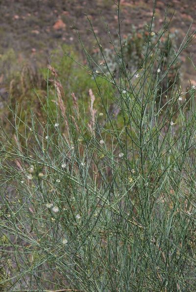 Psoralea karooensis, photographed by Charles Stirton