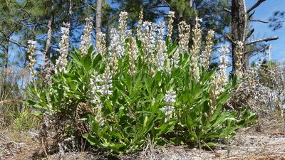 Lupinus floridanus, photographed by Valerie Anderson