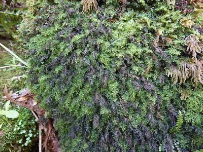 Hymenophyllum australe, photographed by Jacqui Geux