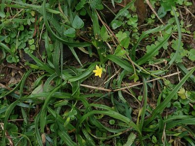 Hypoxis aurea, photographed by Meng-Ying Tsai