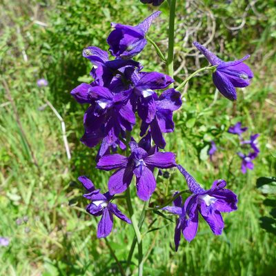 Delphinium hutchinsoniae, photographed by John Hibbard