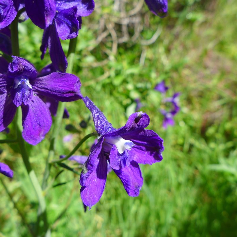 Delphinium hutchinsoniae, photographed by John Hibbard