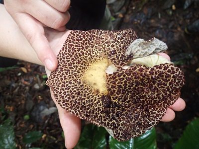 Aristolochia cordiflora, photographed by Rob Foster