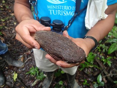 Phytelephas tenuicaulis, photographed by Rob Foster