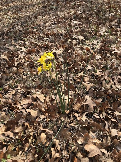 Narcissus jonquilla, photographed by Sam Kieschnick