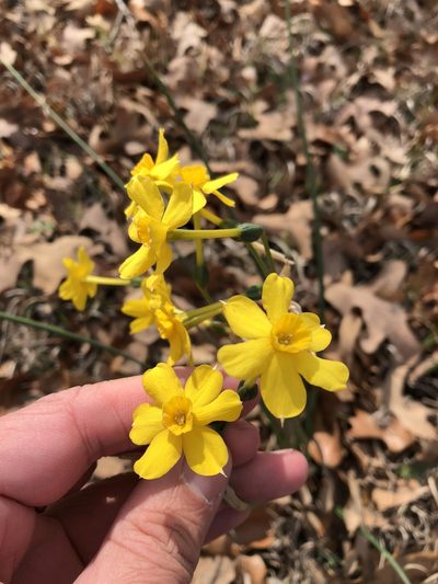 Narcissus jonquilla, photographed by Sam Kieschnick