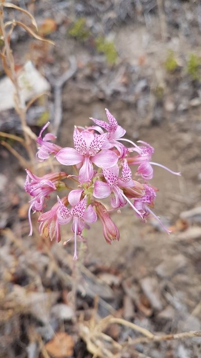 Alstroemeria revoluta, photographed by Javier Conejeros Gastó