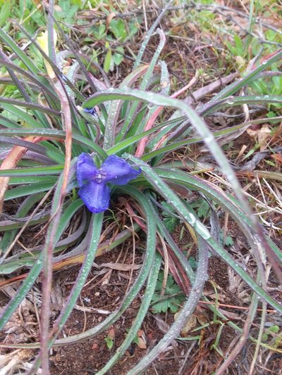 Tradescantia humilis, photographed by mattmsa