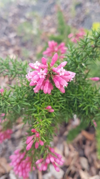 Colletia ulicina, photographed by Javier Conejeros Gastó